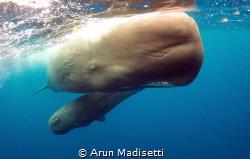 Calf and escort. Taken under permit by Arun Madisetti 